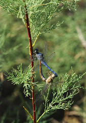 Orthetrum brunneum