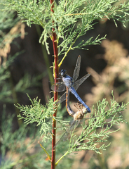 Orthetrum brunneum