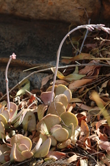 Adromischus umbraticola