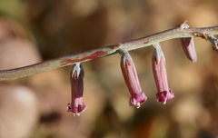 Adromischus umbraticola