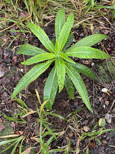 Lobelia oahuensis, 2021-09-10