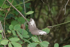 Hamadryas amphichloe