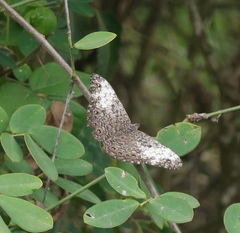 Hamadryas amphichloe