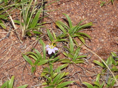 Xerophyta humilis
