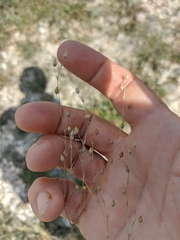 Arenaria leptoclados