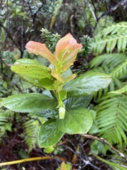 Vaccinium calycinum