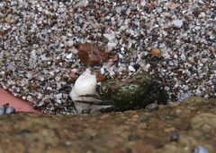Pachygrapsus socius