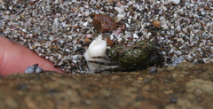 Pachygrapsus socius