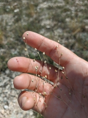 Arenaria leptoclados