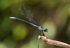 Bayadera brevicauda