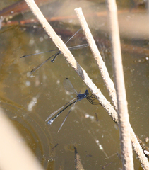 Lestes macrostigma