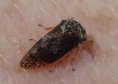 Coloborrhis