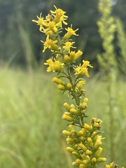 Solidago speciosa rigidiuscula