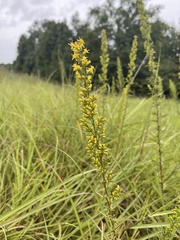 Solidago speciosa rigidiuscula