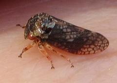 Coloborrhis