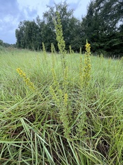 Solidago speciosa rigidiuscula