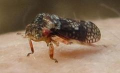 Coloborrhis