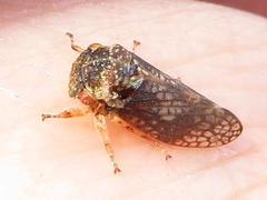 Coloborrhis