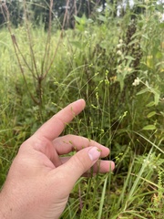 Kellochloa brachyantha