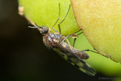 Sylvicola fuscipennis