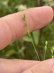 Kellochloa brachyantha