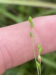Kellochloa brachyantha