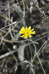 Crepis setosa