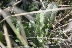 Crepis setosa