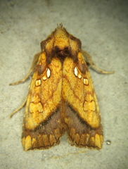 Papaipema harrisii