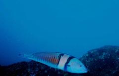 Hologymnosus doliatus