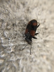 Panagaeus crucigerus