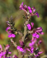 Muraltia macropetala