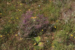 Muraltia macropetala