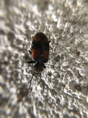 Panagaeus crucigerus