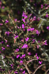 Muraltia macropetala