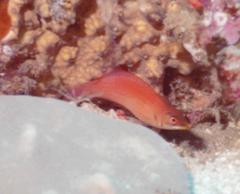 Pseudocheilinus evanidus