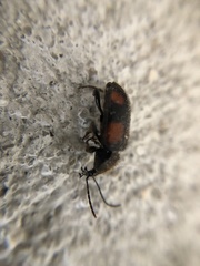 Panagaeus crucigerus