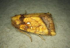 Papaipema harrisii