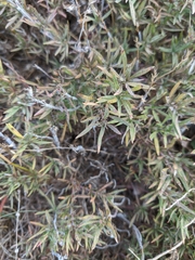 Thymus dzevanovskyi