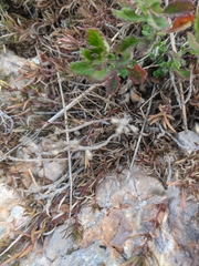 Thymus dzevanovskyi