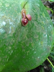 Pleurothallis cordata
