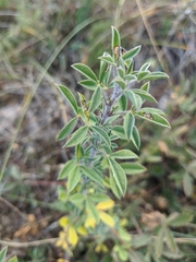 Chamaecytisus hirsutus