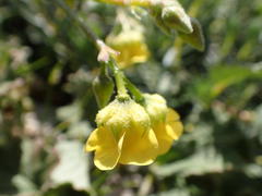 Hermannia scordifolia