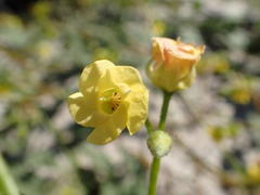 Hermannia scordifolia