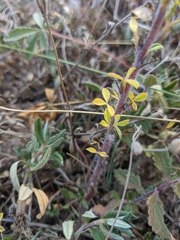 Chamaecytisus hirsutus