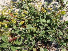 Hermannia scordifolia