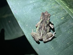 Incilius coniferus
