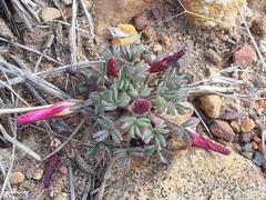 Oxalis heterophylla