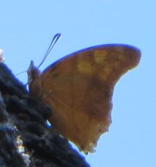 Polyura zoolina