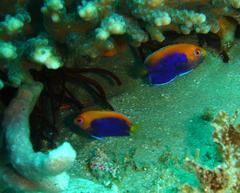 Centropyge acanthops